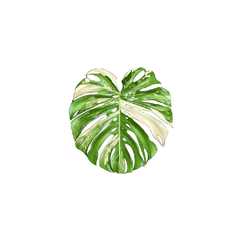 Coffee Tea For Plants - Sousplat Antiderrapante e Isolante Térmico para